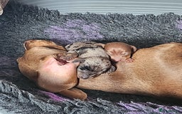 Miniature Dachshund dogs for sale: Stunning KC reg miniature dachshund - Image 6