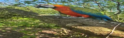 Macaws birds for sale: Harlequin Macaw  in Runcorn - Advert 1