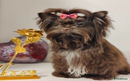Yorkshire Terrier dogs for sale: Outstanding RARE Yorkshire terrier Chocolate - Image 19