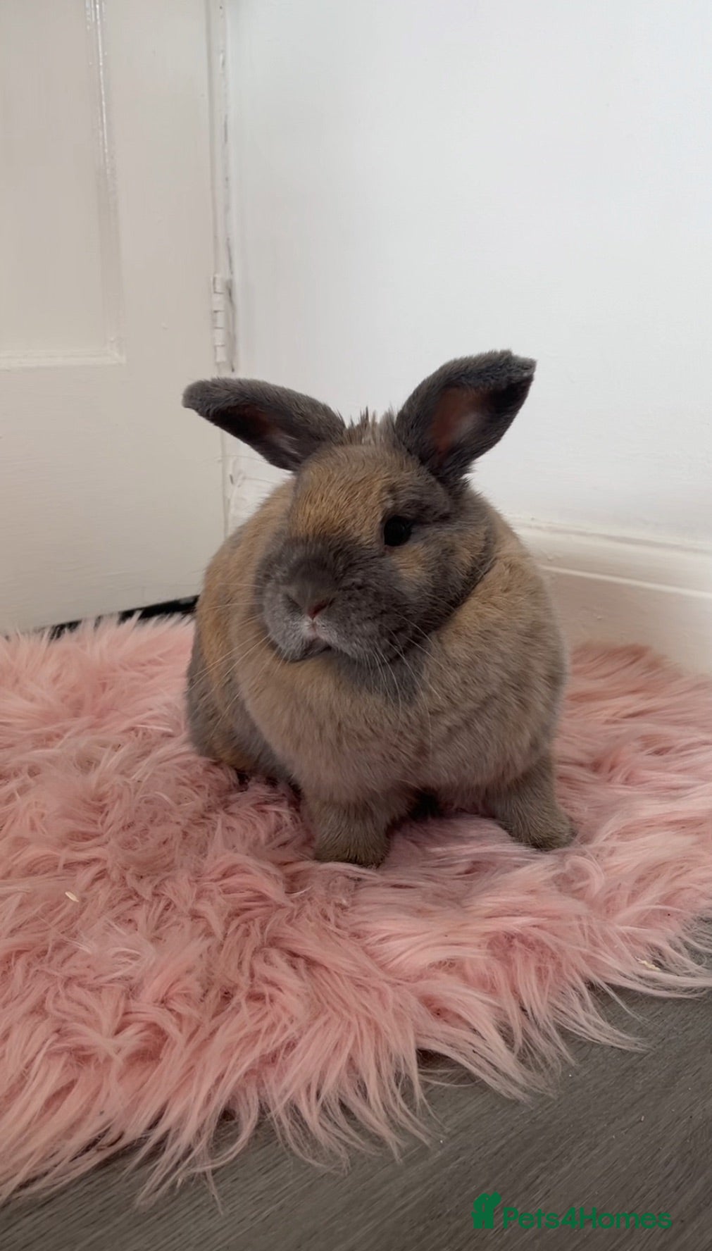 Mixed Breed rabbits Female mini lop x dwarf cross rabbit - Advert 20