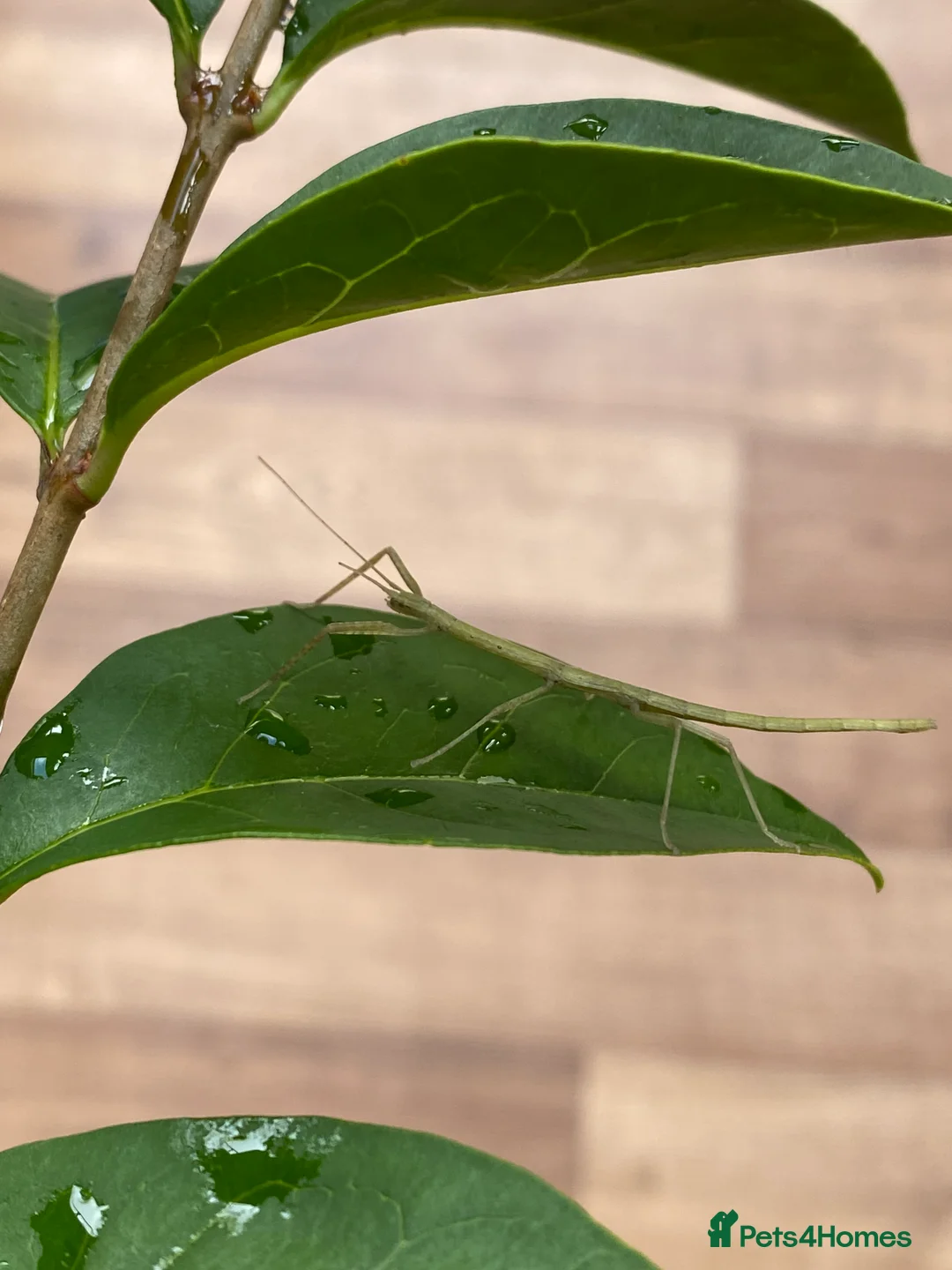 Stick Insects invertebrates for sale: Juvenile Indian Stick Insects - Advert 6
