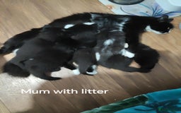 Mixed Breed cats for sale: Beautyfull fluffy kittens ragcoon - tuxedo cross  - Image 27