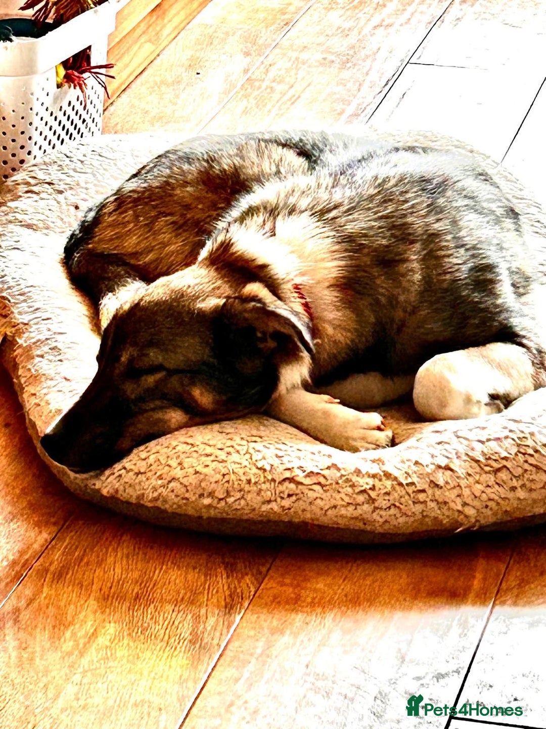 Mixed Breed dogs for adoption: Pecan  - Advert 7