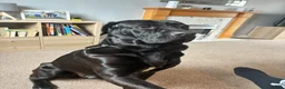 Mixed Breed dogs for sale: Looking for a new home in Ipswich - Advert 6