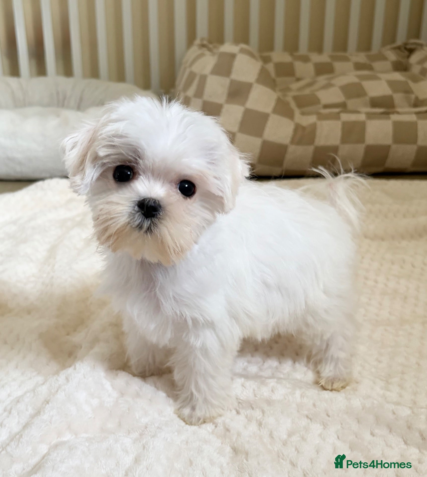 Maltese dogs KC Korean line toy/mini maltese puppies - Advert 1