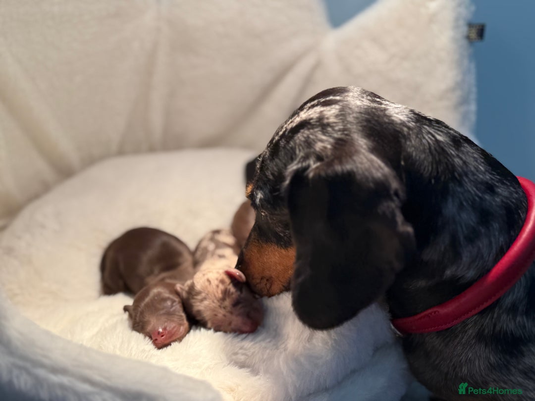 Miniature Dachshund dogs for sale: ⭐️KC Registered long-haired miniature dachshund⭐️ - Image 7