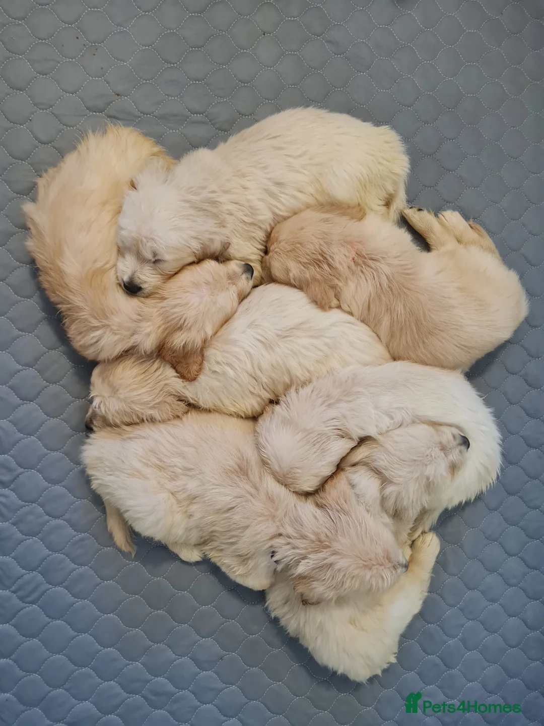 Golden Retriever dogs for sale: Golden Retriever Puppies in Whitstable - Advert 2