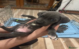 Cane Corso dogs for sale: Pure Pedigree Cane Corso Puppies - Image 19