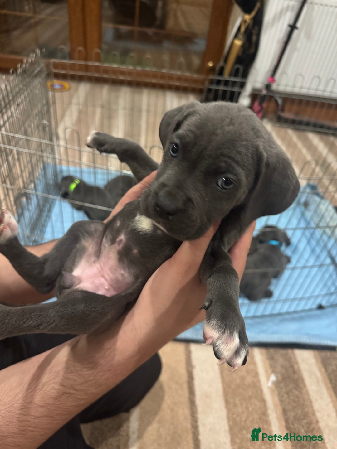 Cane Corso dogs for sale: Pure Pedigree Cane Corso Puppies - Image 19