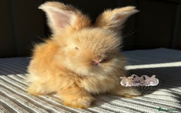 Angora rabbits for sale: Fully Vaccinated Maxi Faced English Angora - Advert 7