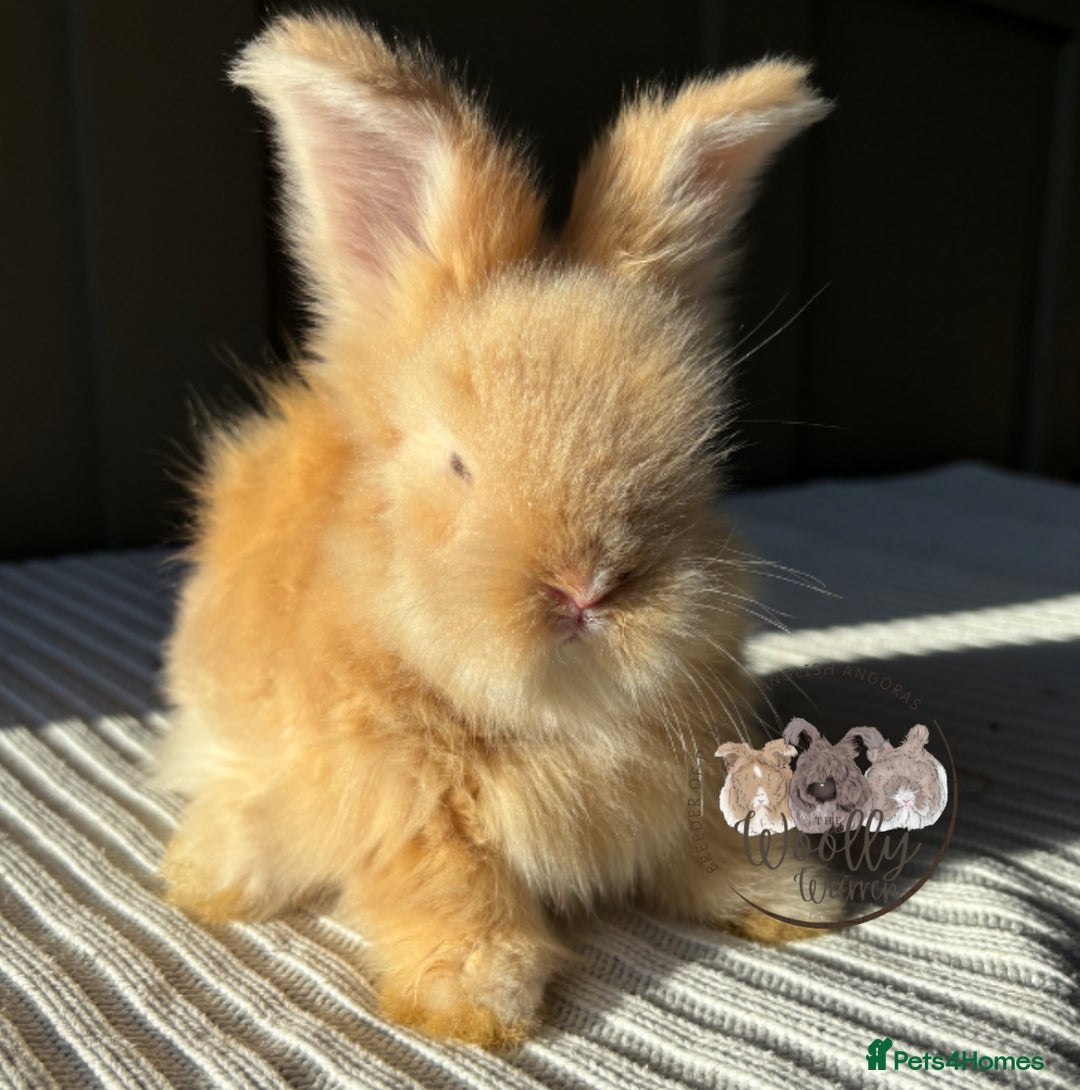 Angora rabbits for sale: Fully Vaccinated Maxi Faced English Angora - Advert 7