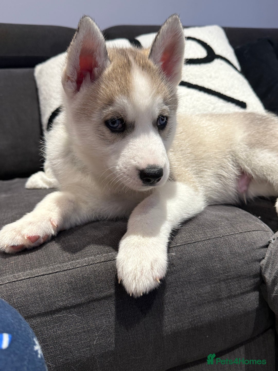 Siberian Husky dogs for sale: Beautiful Siberian Husky Puppies Ready to Reserve - Advert 16