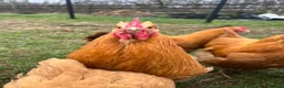 Chickens poultry for sale: Buff Orpington cockerels  in Dalton-in-Furness - Advert 2