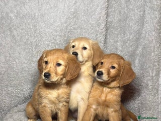 Golden Retriever dogs Beautiful chunkygolden’s READY TO LEAVE - Advert 5