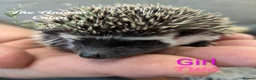 Pygmy Hedgehog rodents for sale: African pygmy hedgehog babies. Very friendly! - Advert 6
