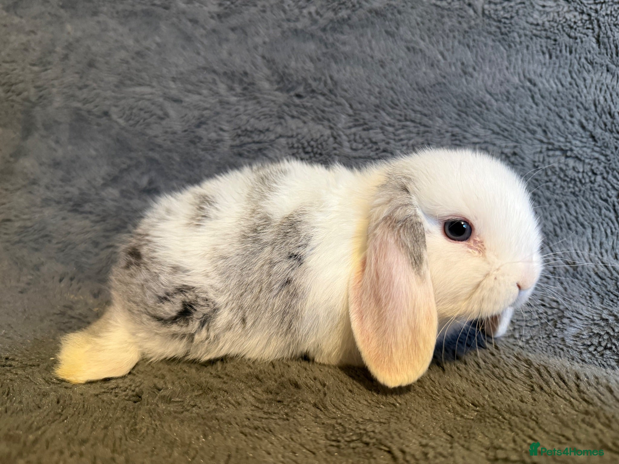 Mini Lop rabbits Mini lop girl ready now  - Advert 10