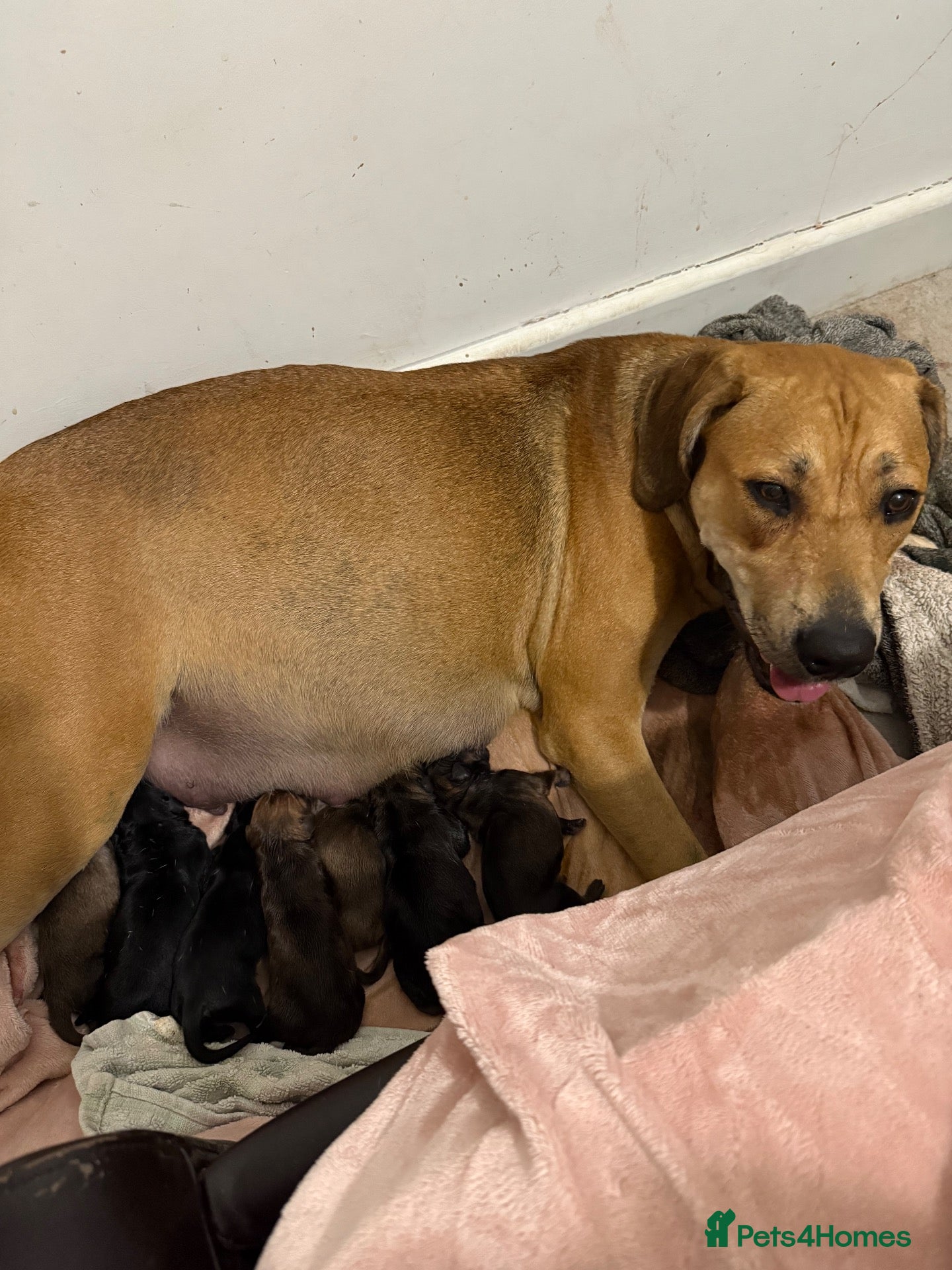 Mixed Breed dogs for sale: Rottweiler Cross Puppies.  - Advert 11