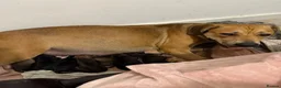 Mixed Breed dogs for sale: Rottweiler Cross Puppies.  - Advert 1