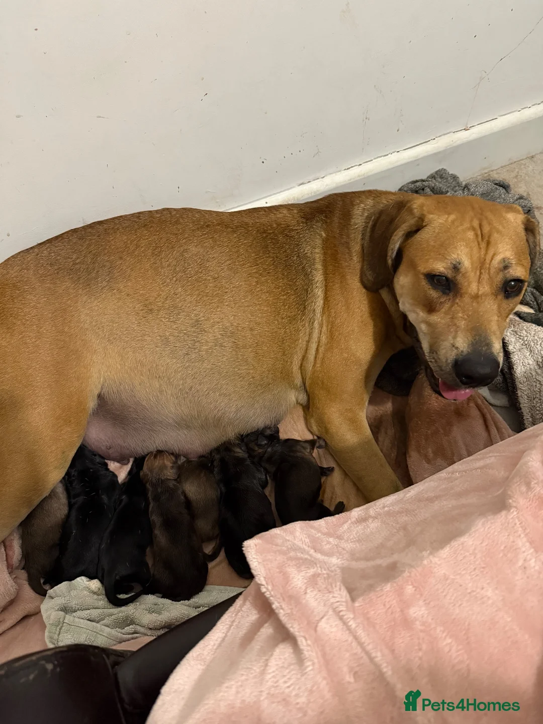 Mixed Breed dogs for sale: Rottweiler Cross Puppies.  - Advert 1