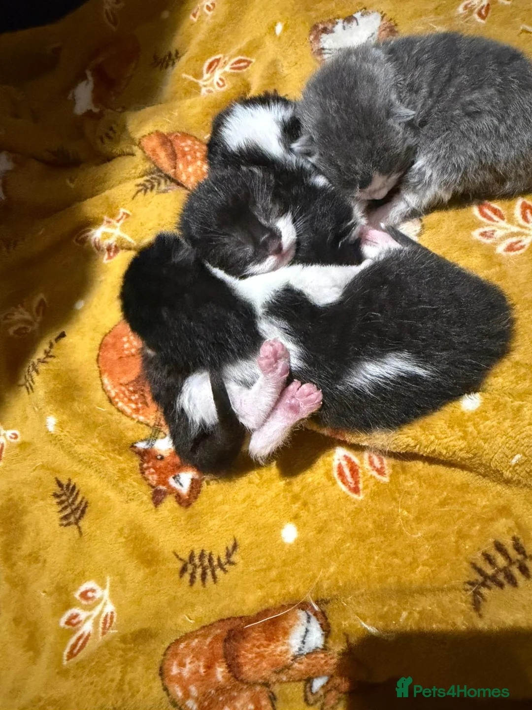 Mixed Breed cats for sale: Two kittens left  - Advert 8