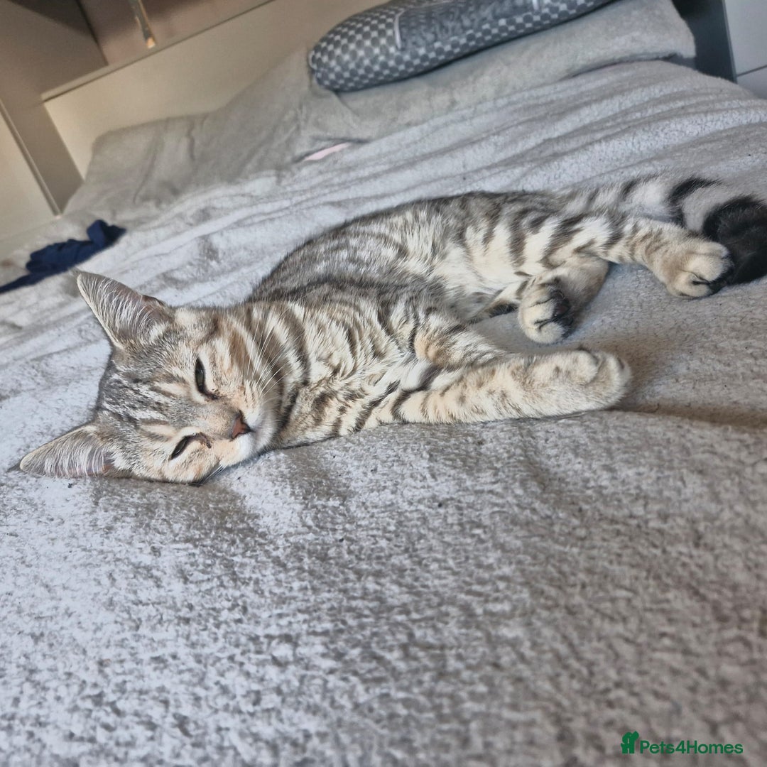 Bengal cats for sale: Female Bengal x Maine Coon - Advert 1