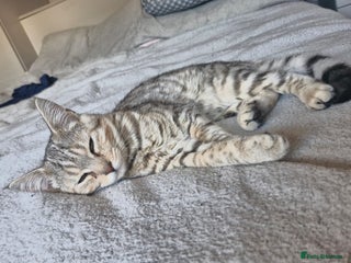 Bengal cats Female Bengal x Maine Coon - Advert 1