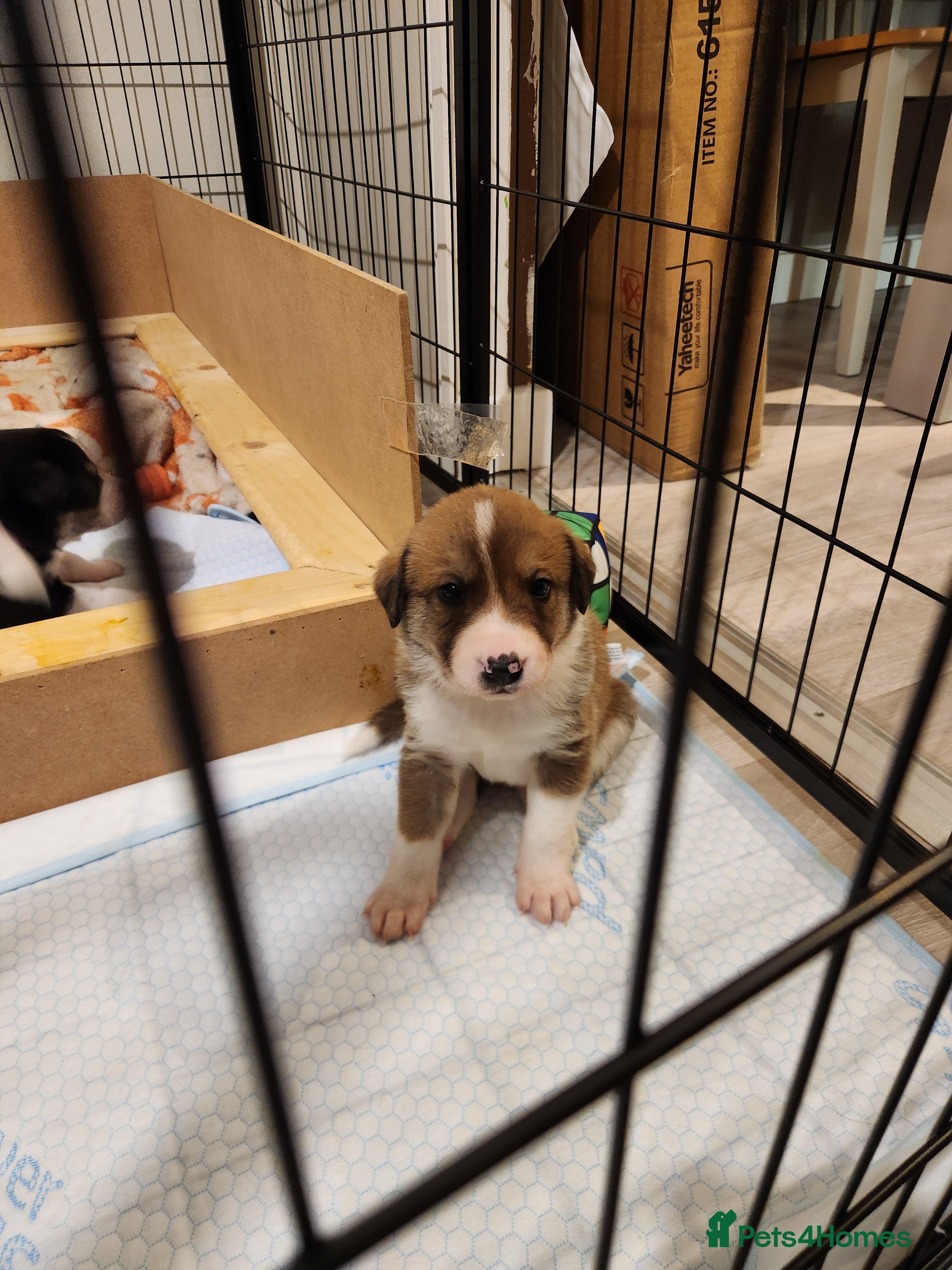 Border Collie dogs Beautiful border collie pups - Advert 1