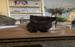 Mixed Breed cats for sale: Black female kitten - Advert 2