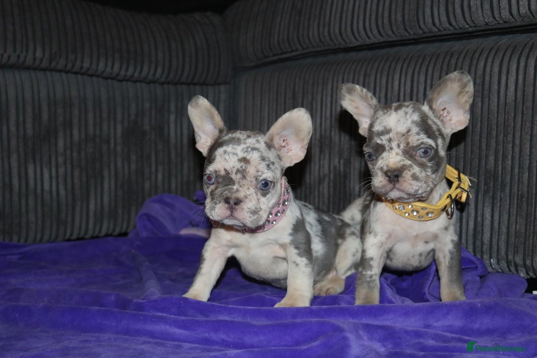 French Bulldog dogs for sale: Stunning blue & lilac merle READY for new homes 🏡 - Image 12