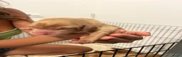 Cockapoo dogs for sale: Beautiful Multigen Cockapoo Puppies 🐶 - Advert 10