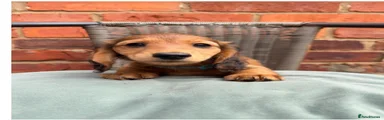 Miniature Dachshund Puppy 1