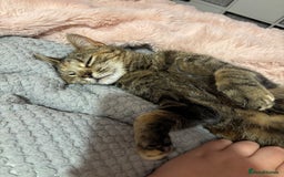 Bengal cats for sale: 2 year old cat rehome  - Image 2