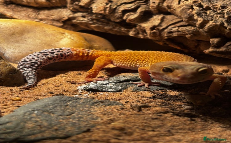 Leopard Gecko reptiles Beautiful Leopard Gecko  - Advert 1