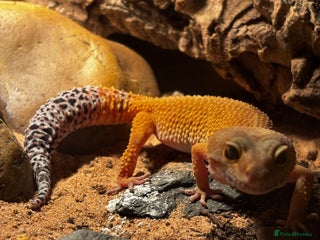 Leopard Gecko reptiles for sale: Beautiful Leopard Gecko - Advert 1