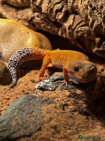 Leopard Gecko reptiles Beautiful Leopard Gecko - Advert 2