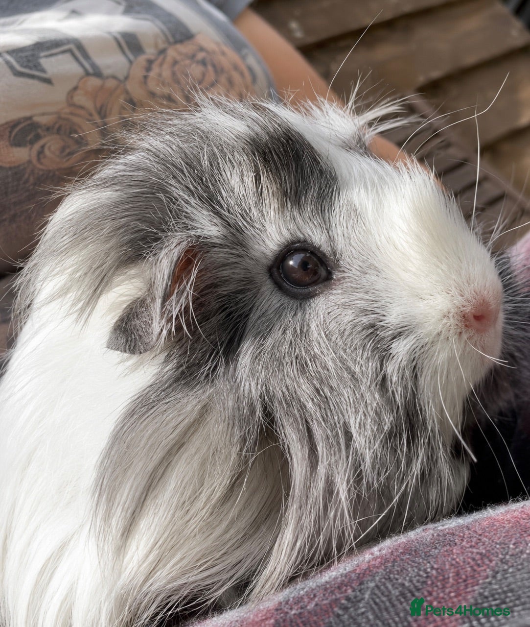 Guinea Pig rodents Guinea Pigs Mixed short hair long hair teddy  - Advert 1