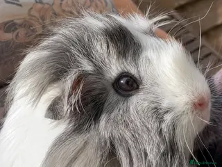 Guinea Pig rodents Guinea Pigs Mixed short hair long hair teddy - Advert 1