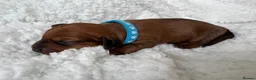 Mixed Breed dogs for sale: Doxipoo’s  - Advert 4