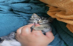 Mixed Breed cats for sale: adorable kitten ready to go home - Image 9