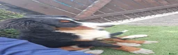Bernese Mountain Dog dogs for sale: Bernese Mountain Dog - Ready for Forever Home - Advert 3