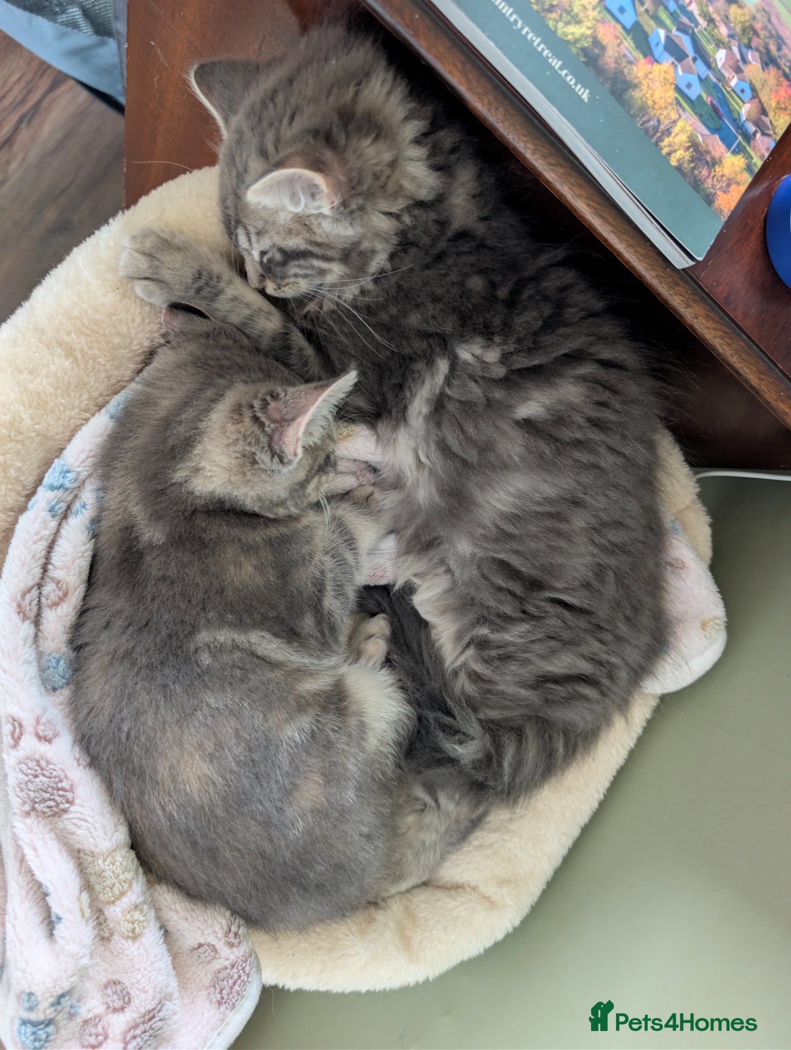 Mixed Breed cats Beautiful mixed breed female kittens - Advert 16