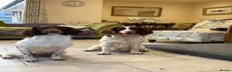 English Springer Spaniel dogs for sale: Working English springer puppies - Advert 7