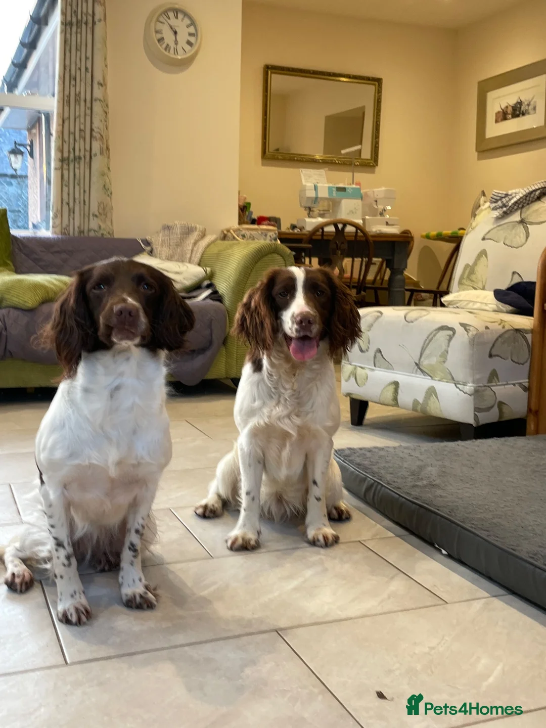 English Springer Spaniel dogs for sale: Working English springer puppies - Advert 7