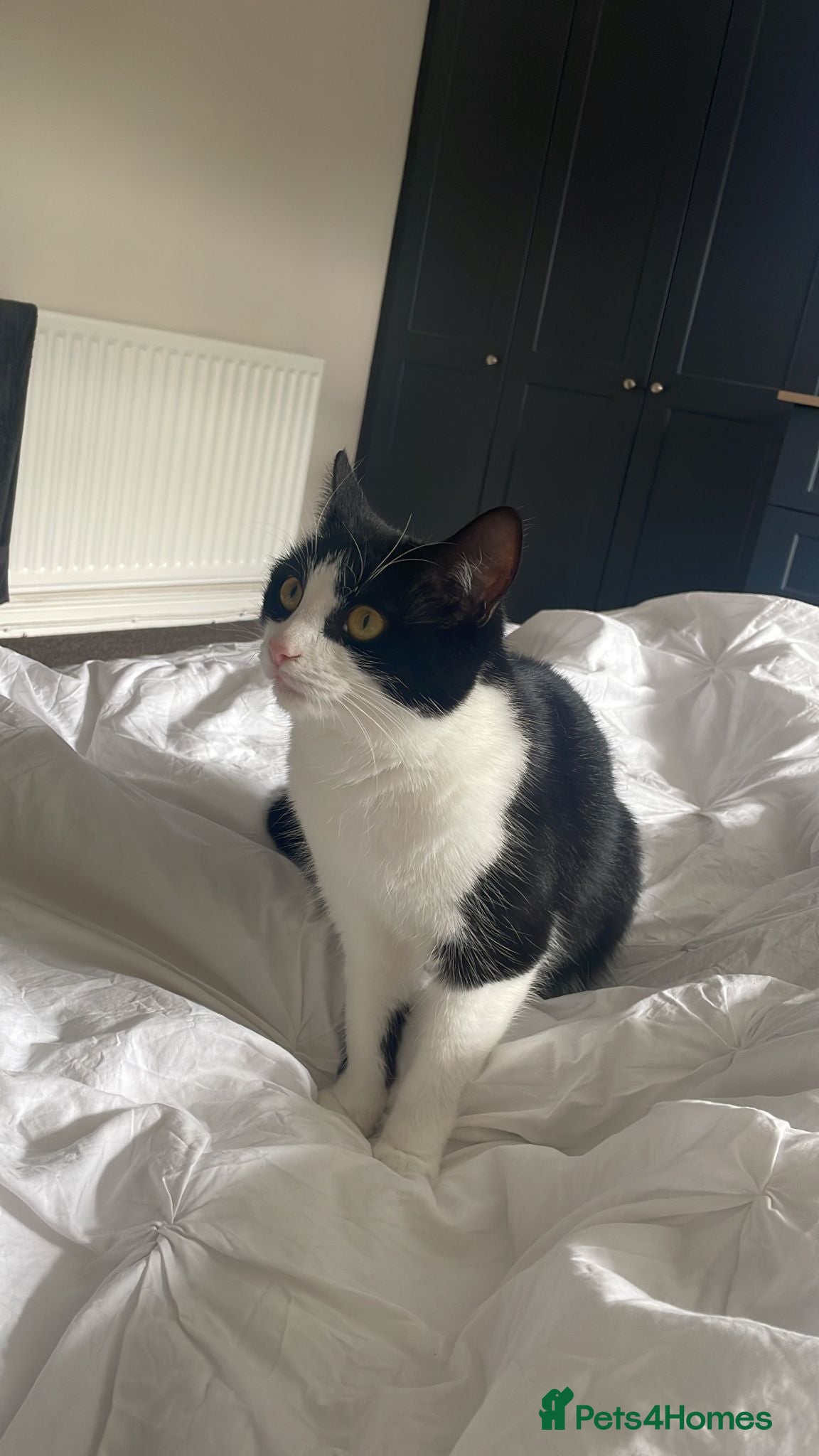 British Shorthair cats Boba needs a new home - Advert 1