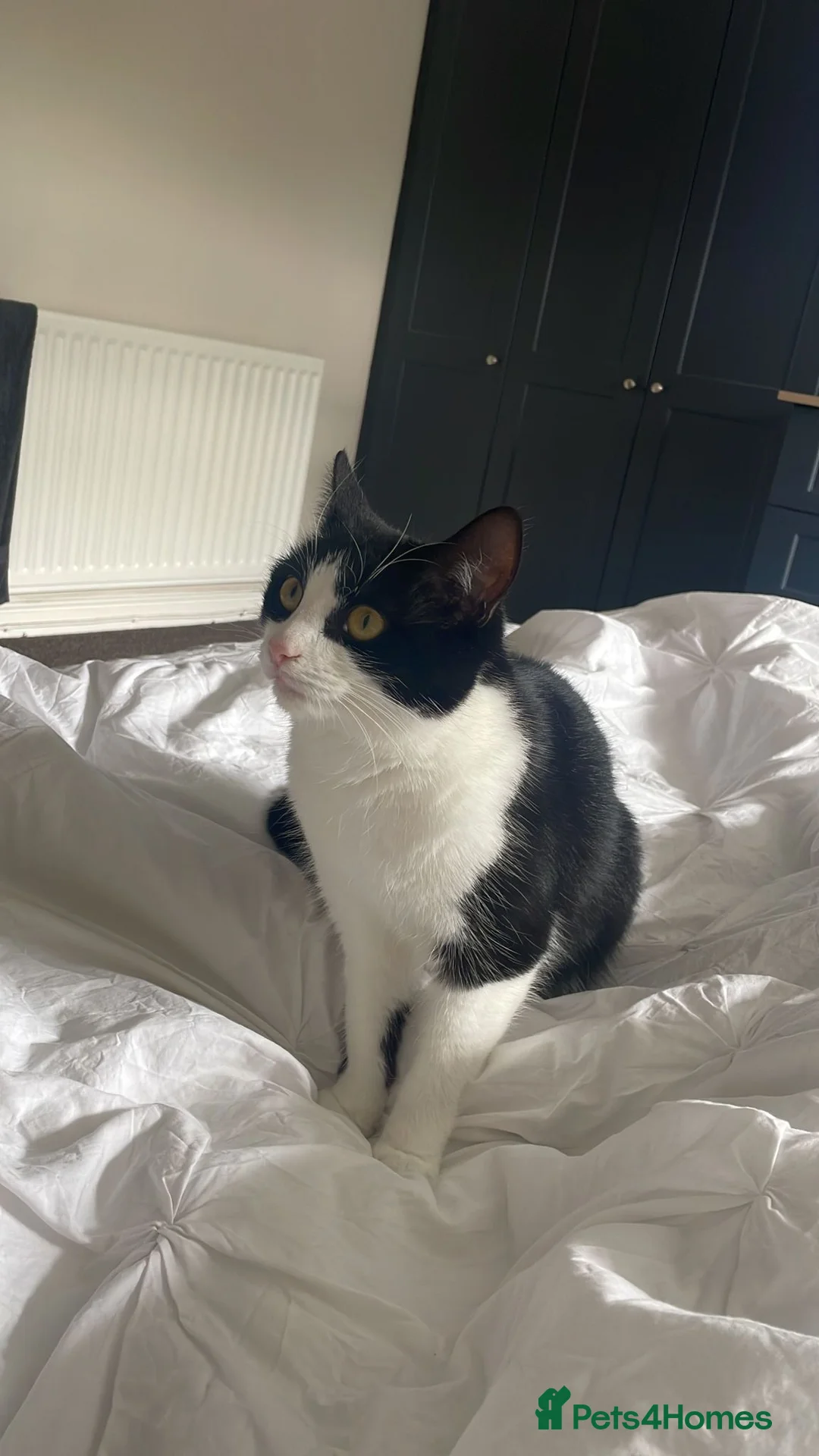 British Shorthair cats for sale: Boba needs a new home - Advert 1
