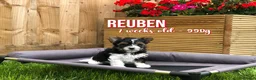 Yorkshire Terrier dogs for sale: Beautiful Litter of Six Biewer Terriers! - Advert 12