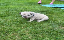 French Bulldog dogs for sale: Gorgeous French Bulldog Puppies. - Image 21