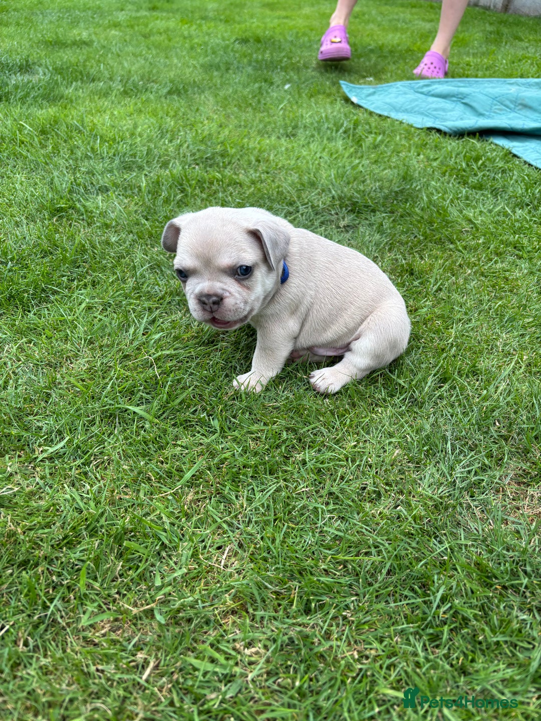 French Bulldog dogs for sale: Gorgeous French Bulldog Puppies. - Image 21