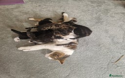 Mixed Breed cats for sale: Stunning kittens starting st £100 - Image 8