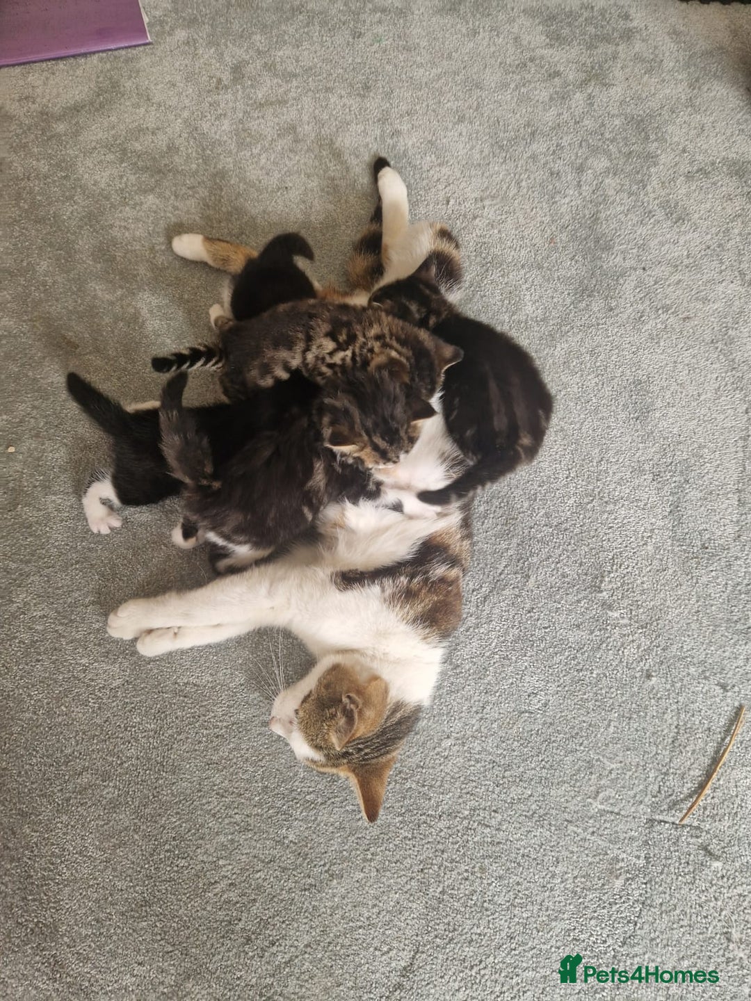 Mixed Breed cats for sale: Stunning kittens starting st £100 - Image 8
